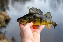 river fish