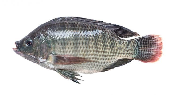 Live - Telapia Curry Cut (6-7 pcs per kg)