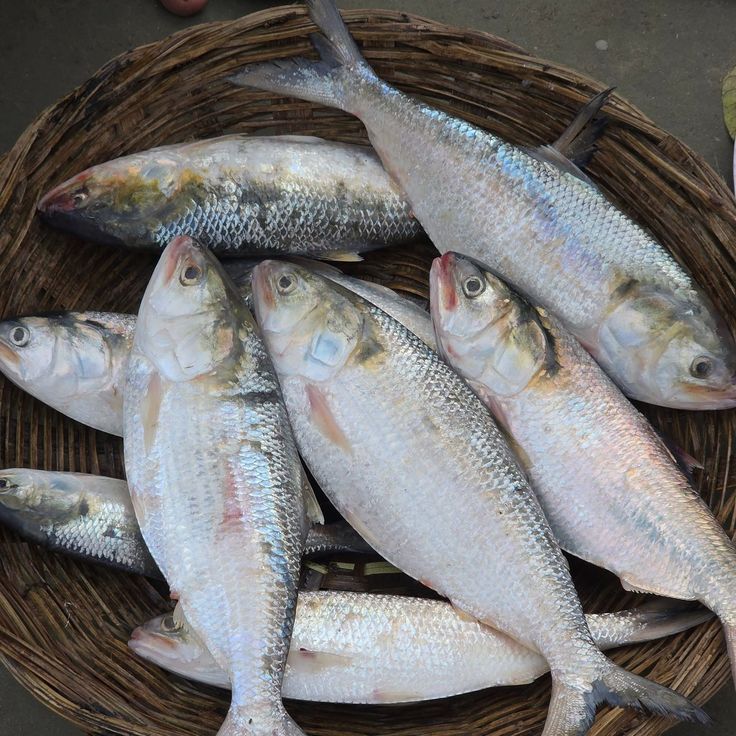 Hilsa/Ilish (Size 300gm-500gm)