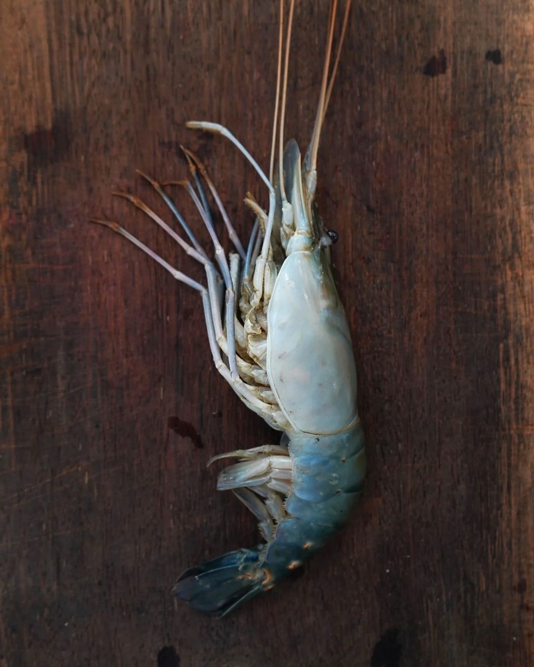 Prawns/Jhinga/ Golda Chingri (Medium) With Head & Tail