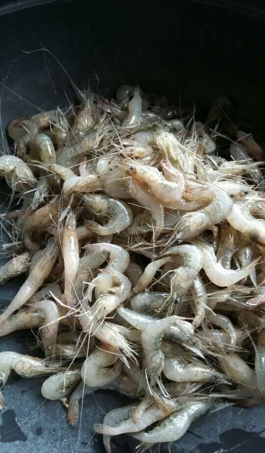 Prawns/Jhinga/Lau Chingari (Size Extra Small)