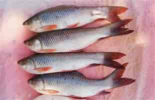 Rohu