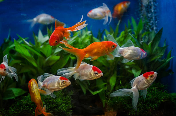 Live Fish